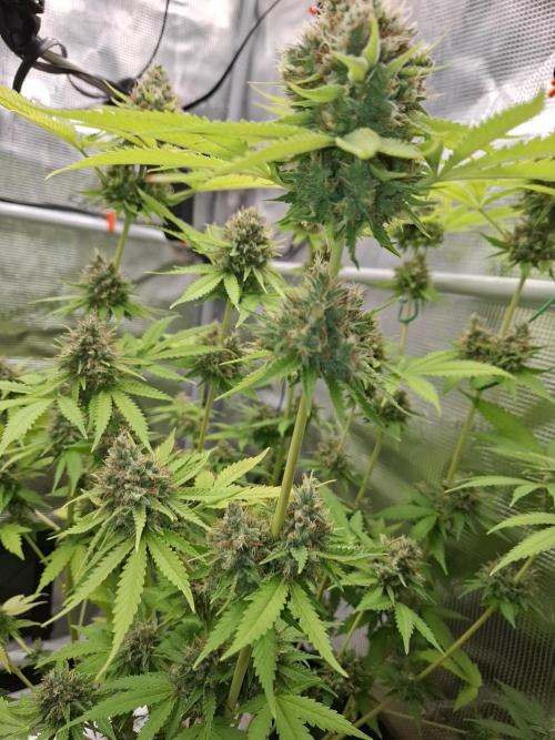 C.C.G / O.S.S Grow Event. Week 12