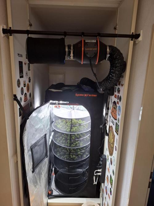 C.C.G / O.S.S Grow Event. Week 13