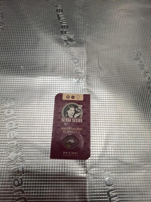 Sensi Seeds / CCG Grow Event. Week 0