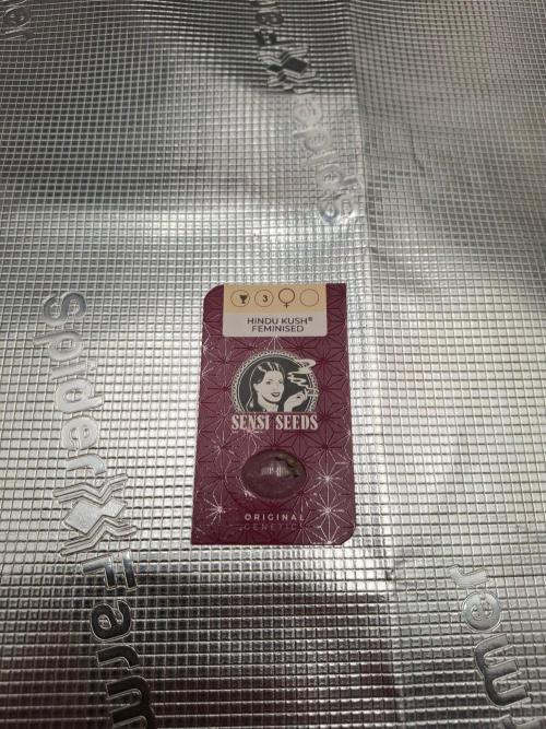 Sensi Seeds / CCG Grow Event. Week 0