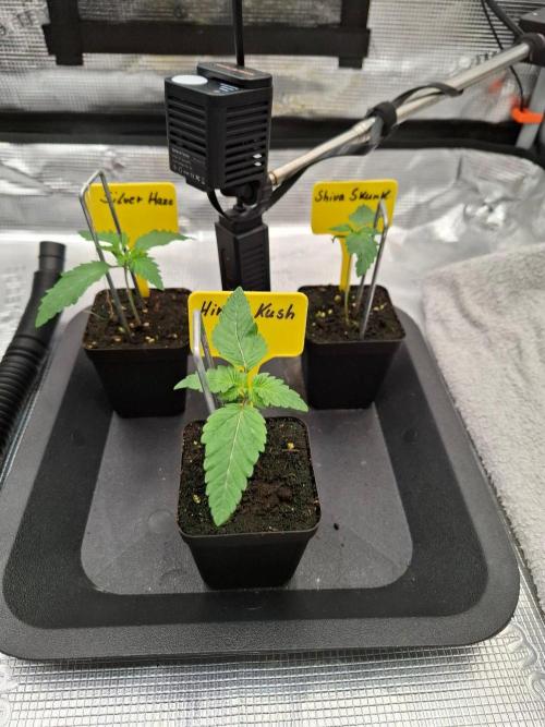 Sensi Seeds / CCG Grow Event. Week 1