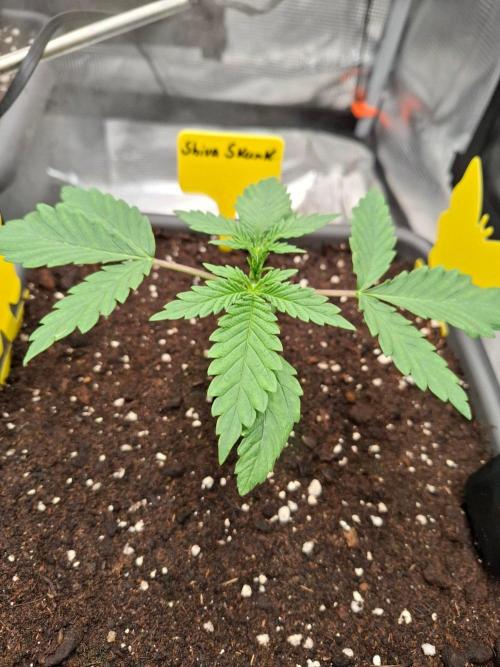 Sensi Seeds / CCG Grow Event. Week 2