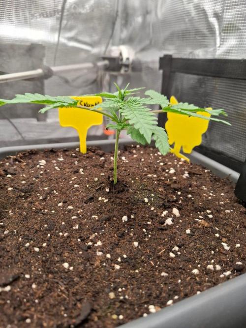 Sensi Seeds / CCG Grow Event. Week 2
