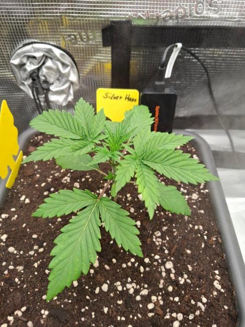 Sensi Seeds / CCG Grow Event. Week 2