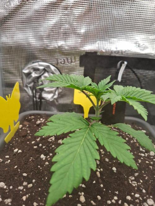 Sensi Seeds / CCG Grow Event. Week 2