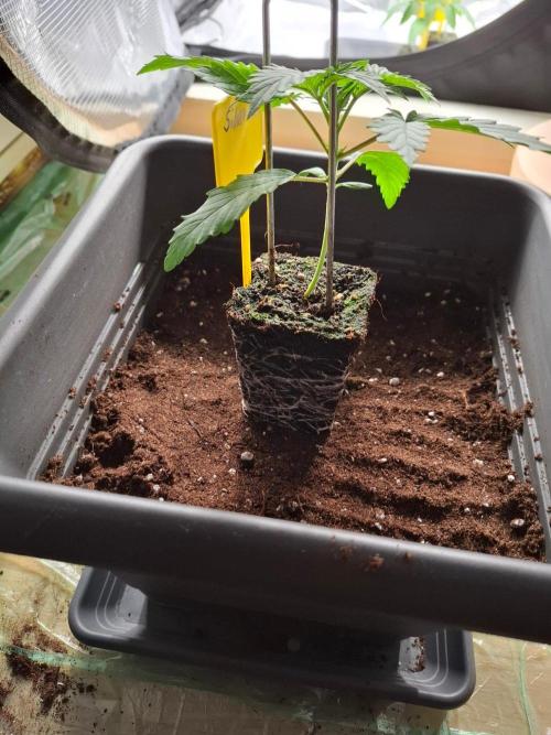 Sensi Seeds / CCG Grow Event. Week 2