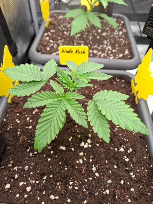 Sensi Seeds / CCG Grow Event. Week 2