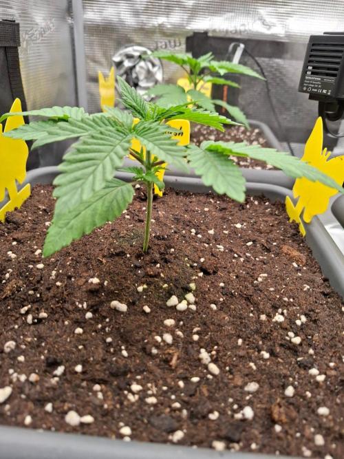 Sensi Seeds / CCG Grow Event. Week 2