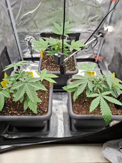 Sensi Seeds / CCG Grow Event. Week 3