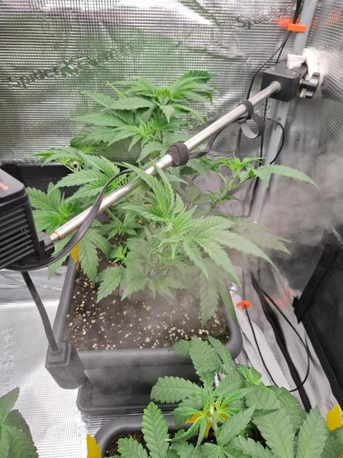 Sensi Seeds / CCG Grow Event. Week 4