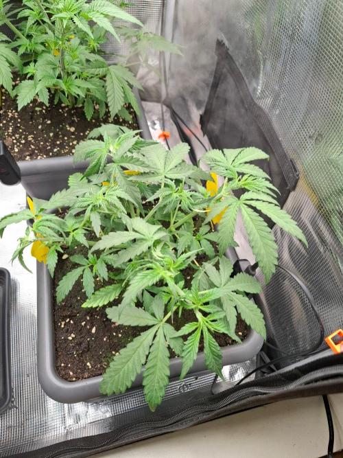 Sensi Seeds / CCG Grow Event. Week 4