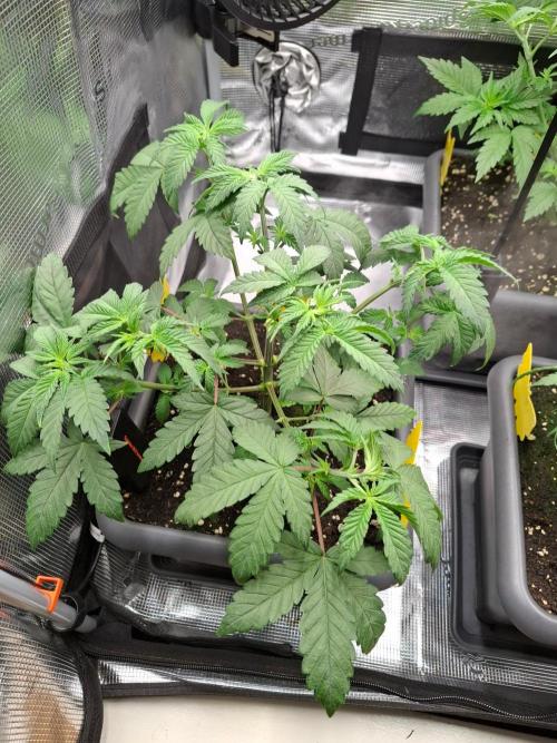 Sensi Seeds / CCG Grow Event. Week 4