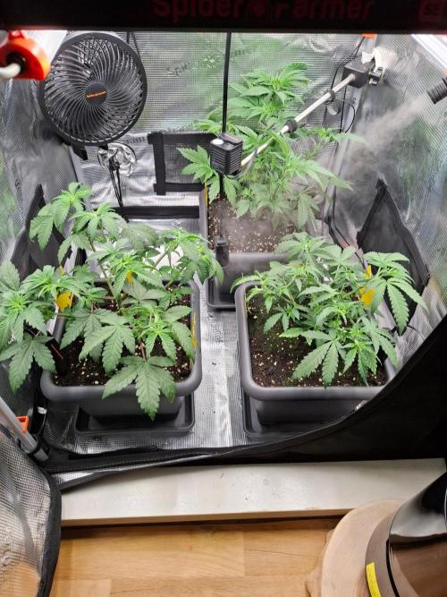 Sensi Seeds / CCG Grow Event. Week 4