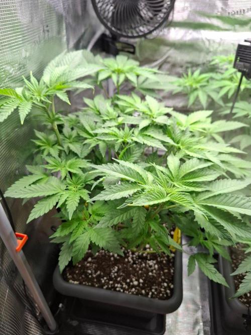 Sensi Seeds / CCG Grow Event. Week 5
