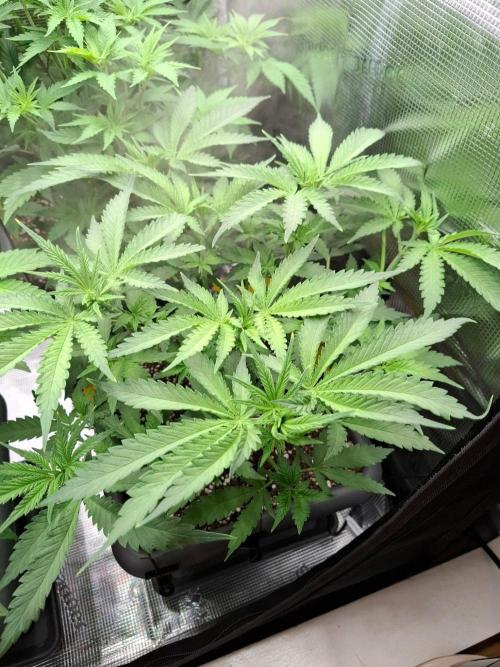 Sensi Seeds / CCG Grow Event. Week 5