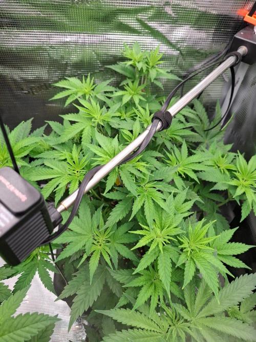 Sensi Seeds / CCG Grow Event. Week 5