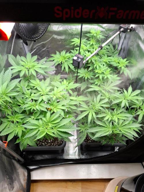 Sensi Seeds / CCG Grow Event. Week 5