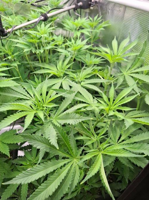 Sensi Seeds / CCG Grow Event. Week 6