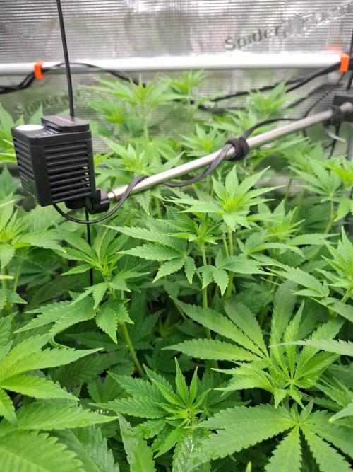 Sensi Seeds / CCG Grow Event. Week 6