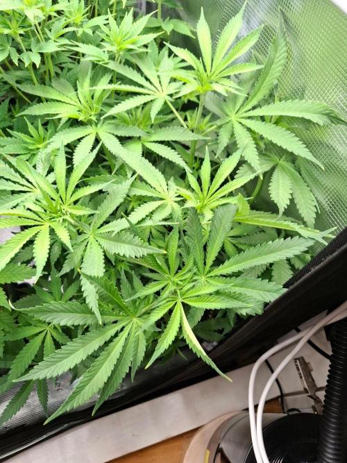 Sensi Seeds / CCG Grow Event. Week 6