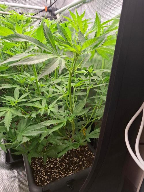 Sensi Seeds / CCG Grow Event. Week 6
