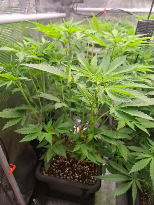 Sensi Seeds / CCG Grow Event. Week 6