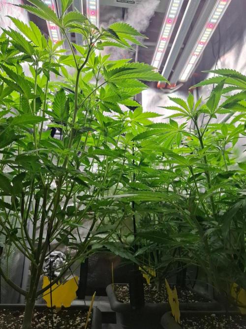 Sensi Seeds / CCG Grow Event. Week 6