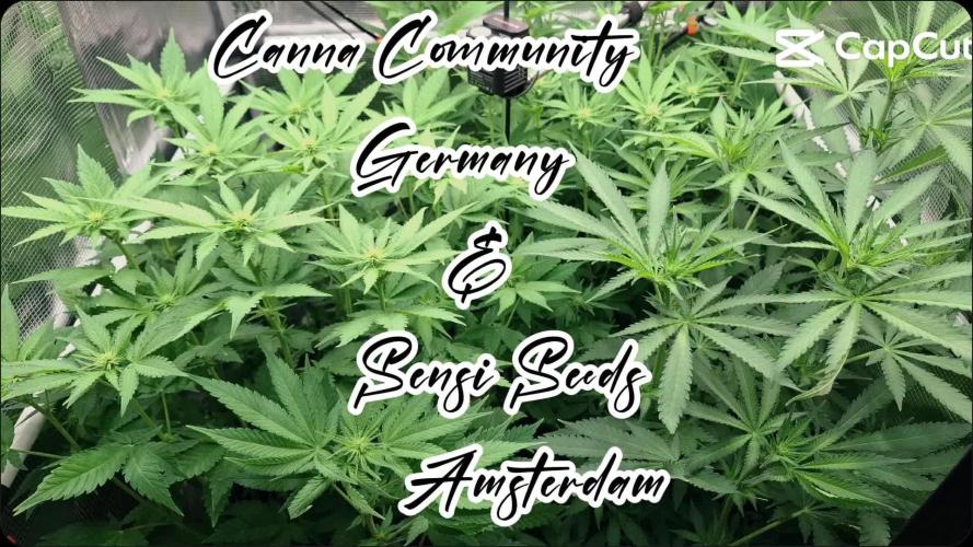 Sensi Seeds / CCG Grow Event
