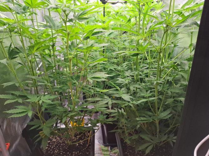 Sensi Seeds / CCG Grow Event. Week 7