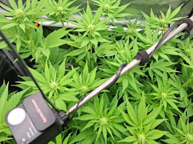 Sensi Seeds / CCG Grow Event. Week 7