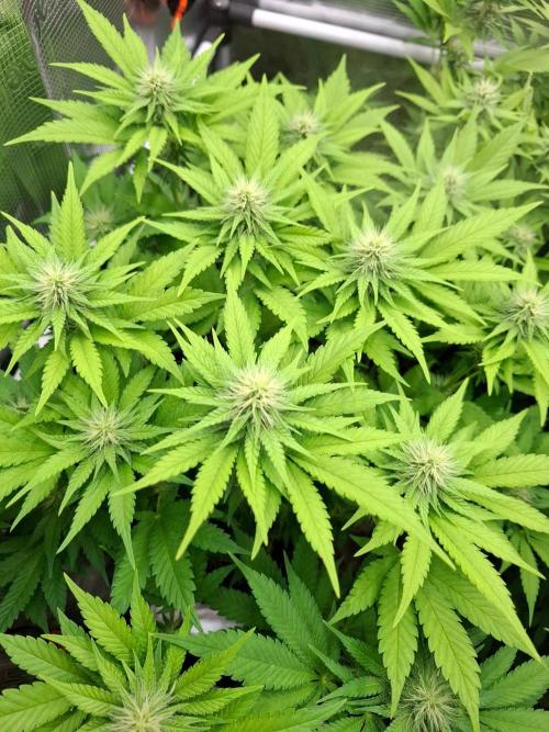 Sensi Seeds / CCG Grow Event. Week 8