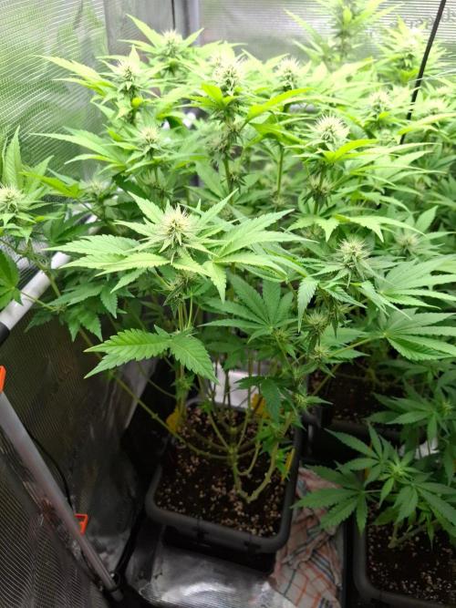 Sensi Seeds / CCG Grow Event. Week 8