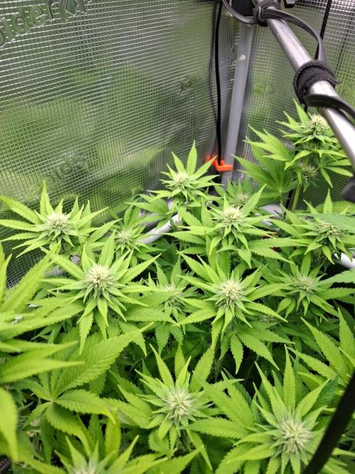 Sensi Seeds / CCG Grow Event. Week 8