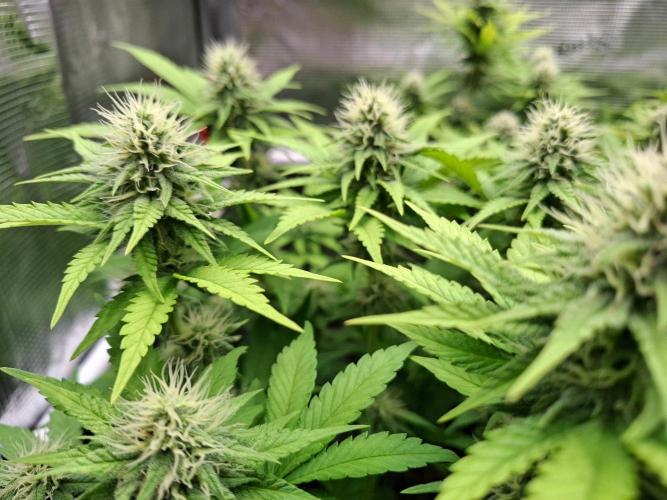 Sensi Seeds / CCG Grow Event. Week 9