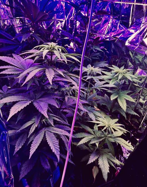 Multigrow. Week 4 - Jardin intérieur d’urgence 