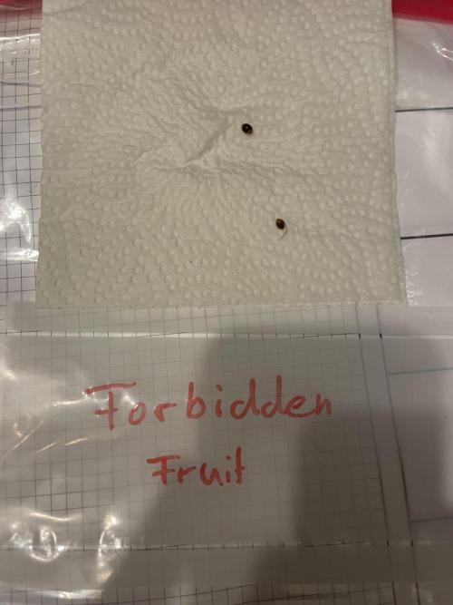 Blue Zushi x Forbidden Fruit Mixed. Week 0