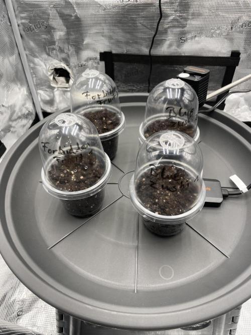 Blue Zushi x Forbidden Fruit Mixed. Week 0