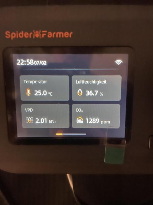 Blue Zushi x Forbidden Fruit Mixed. Week 0