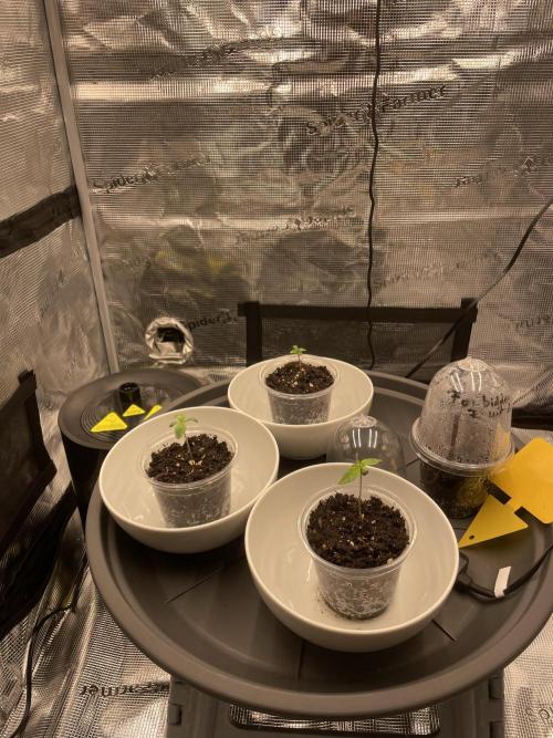 Blue Zushi x Forbidden Fruit Mixed. Week 0