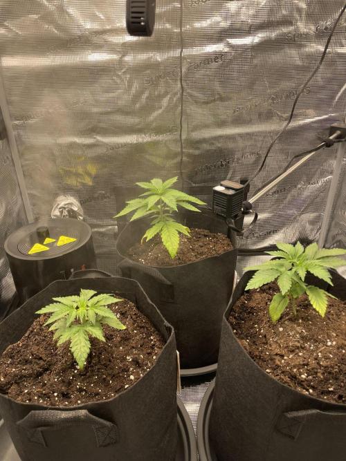 Blue Zushi x Forbidden Fruit Mixed. Week 1