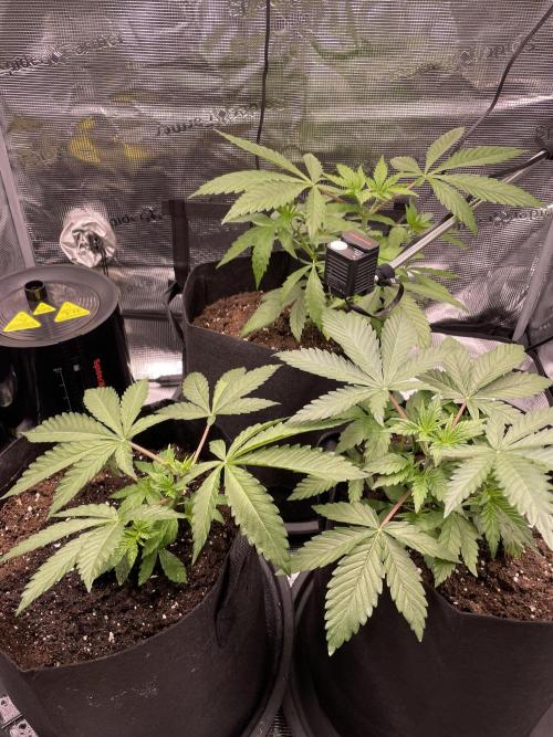 Blue Zushi x Forbidden Fruit Mixed. Week 2