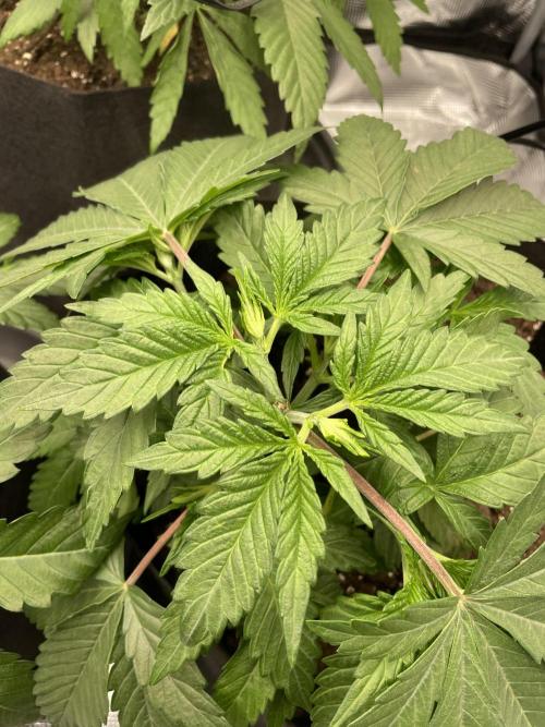 Blue Zushi x Forbidden Fruit Mixed. Week 2