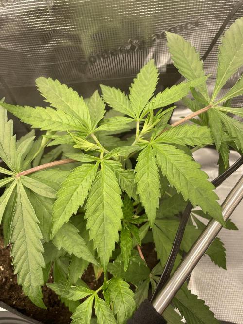 Blue Zushi x Forbidden Fruit Mixed. Week 2