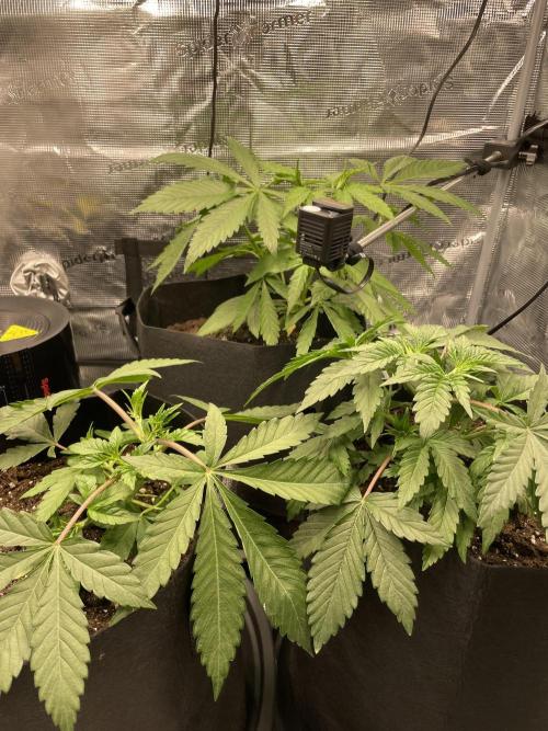 Blue Zushi x Forbidden Fruit Mixed. Week 2