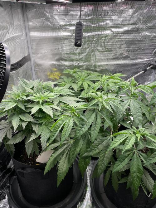 Blue Zushi x Forbidden Fruit Mixed. Week 3 - Vor Topping Nr.2