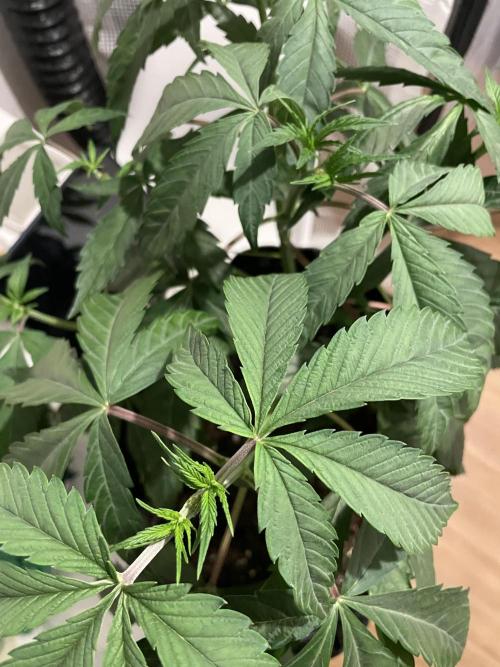 Blue Zushi x Forbidden Fruit Mixed. Week 3