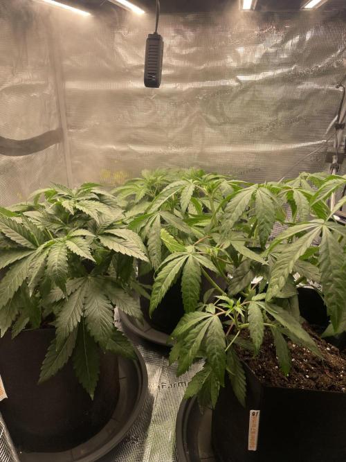 Blue Zushi x Forbidden Fruit Mixed. Week 3 - Nach Topping Nr.2 + Beschneiden 