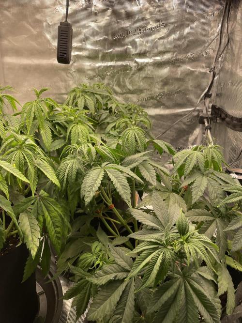 Blue Zushi x Forbidden Fruit Mixed. Week 4