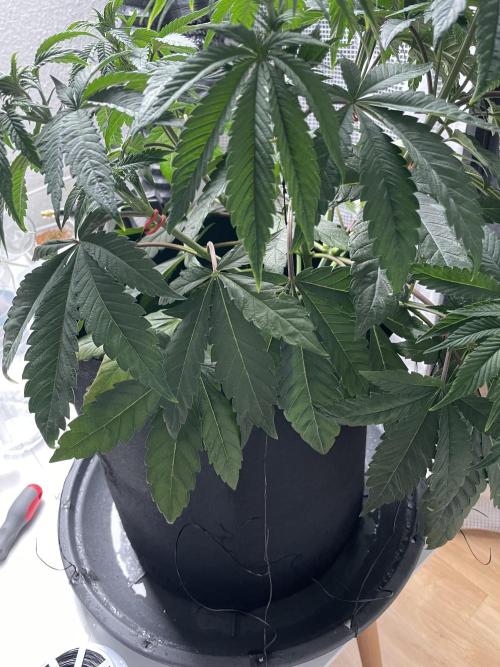 Blue Zushi x Forbidden Fruit Mixed. Week 4