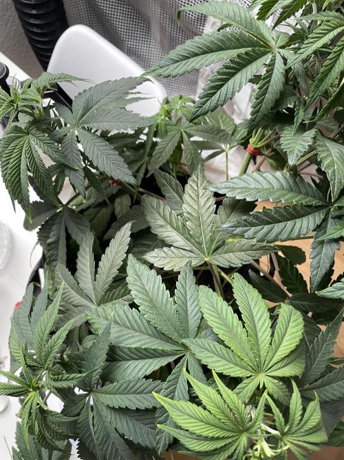 Blue Zushi x Forbidden Fruit Mixed. Week 4